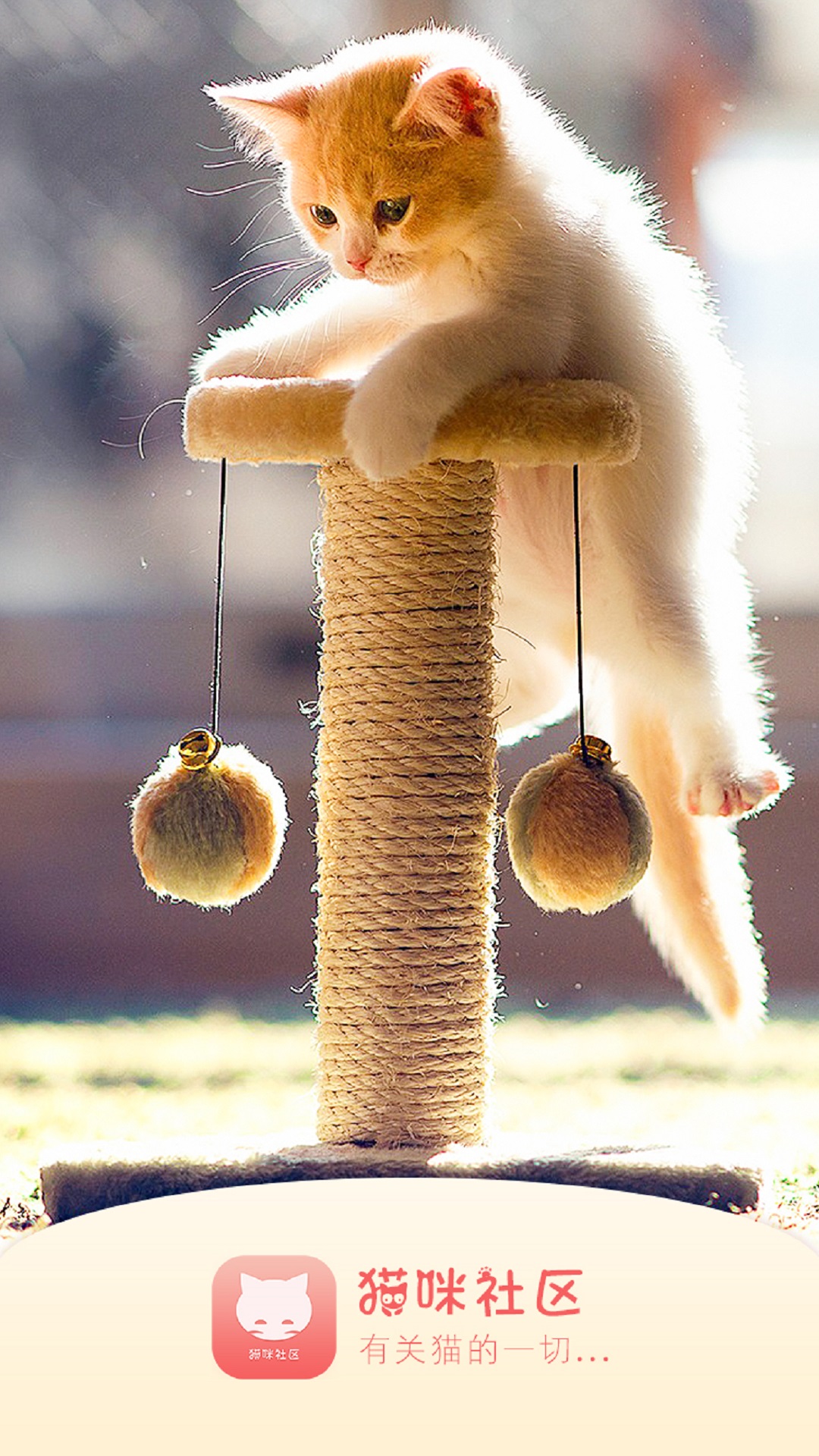 猫咪社区ios苹果版破解版(iphone猫咪社区app下载)-第7张图片-有道翻译官网