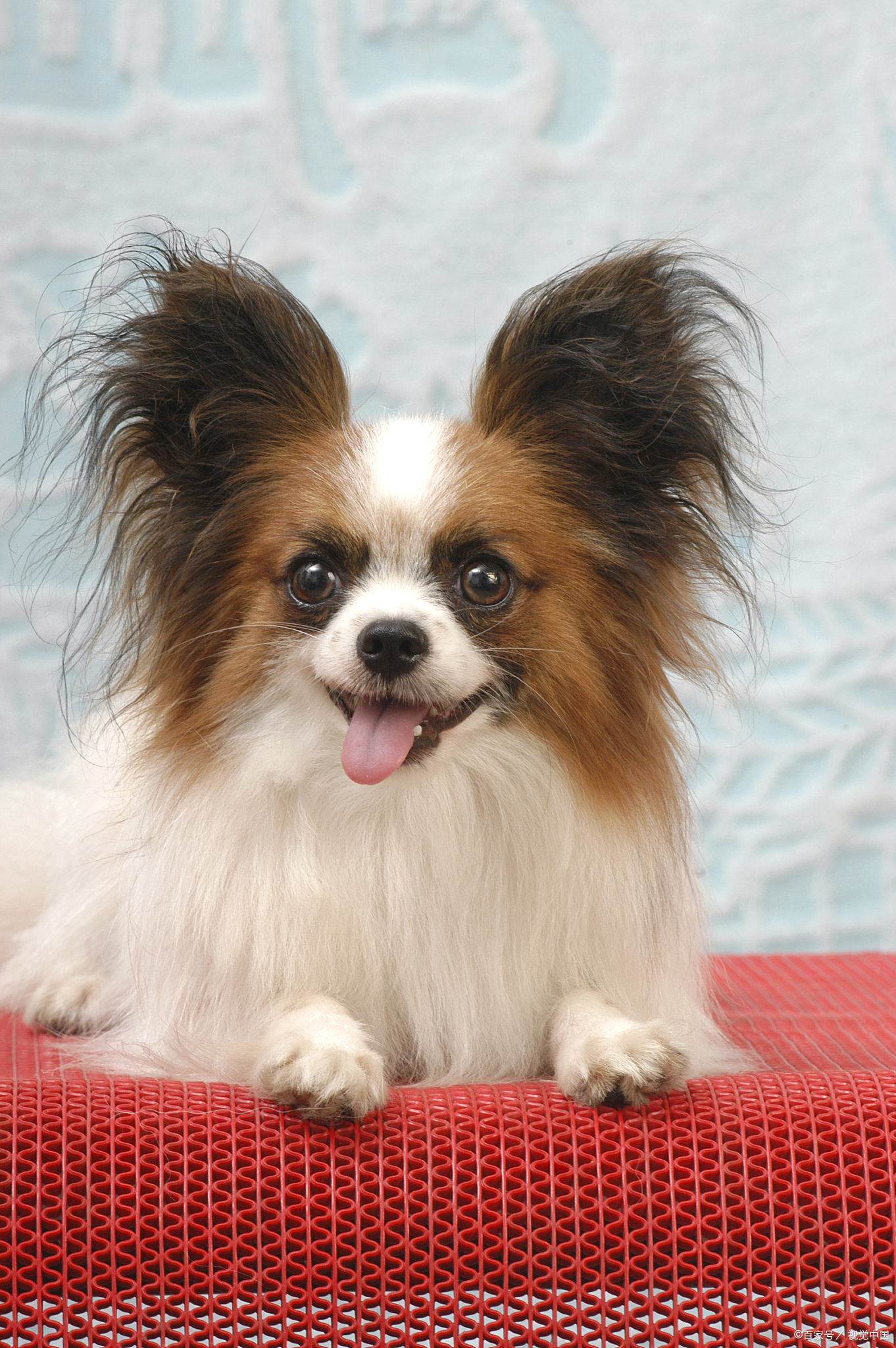 凌乱小狗苹果版下载(凌乱小狗苹果版下载教程)-第1张图片-有道翻译官网