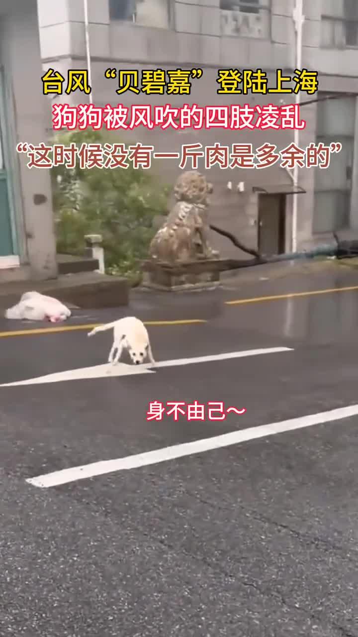 凌乱小狗苹果版下载(凌乱小狗苹果版下载教程)-第4张图片-有道翻译官网